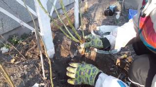 РОЗА ПЛЕТИСТАЯ !!! как я сажаю розу ранней весной.