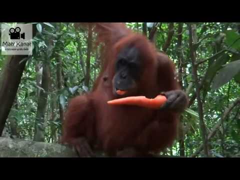 Bukit Lawang Sumatra 2019