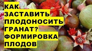 Как сформировать нужное количество плодов на гранате в августе?