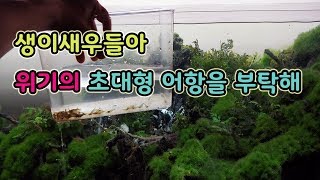 생이새우 위대한 여정의 시작 위기의 초대형 어항을 구해낼 수 있을까?