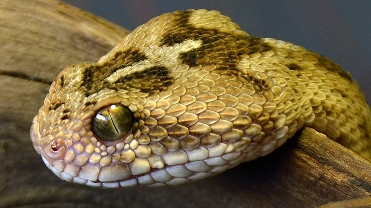 Top 10 Deadliest Snakes In The World With Interesting Facts Pictures ...