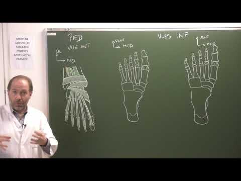 Vidéo: Où sont situés les muscles qui font la flexion dorsale du pied ?