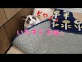 【かわいい動物】おっとりした猫・ラグドール！どんないたずらをする？～ラグドールのハク　ragdoll cat haku～