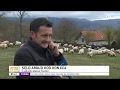 Selo Argud: Profesor koji uzgaja 430 ovaca