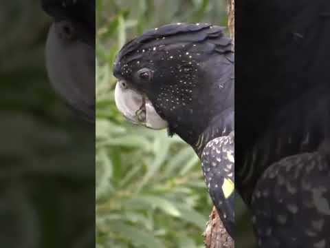 The red-tailed black cockatoo (Calyptorhynchus banksii) also known as Banksian