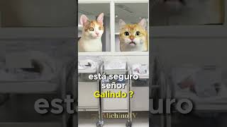 🐈‍⬛ Qué Nombre Tendrá El Bebe???😹😹😹 #Gatos #Cat #Humor