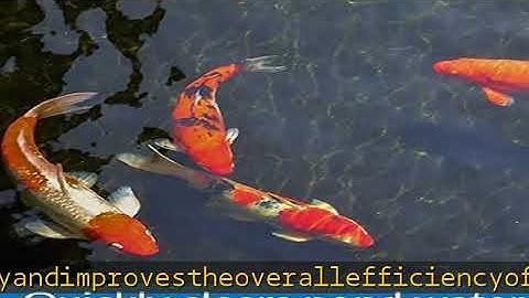 API POND ACCU-CLEAR Pond Water Clarifier 1-Gallon Bottle