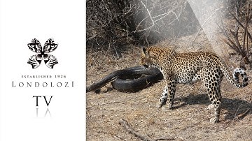 Leopard Attacks Python, nearly gets caught - Londolozi TV