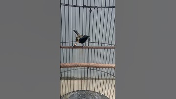 sogon tembakan konin