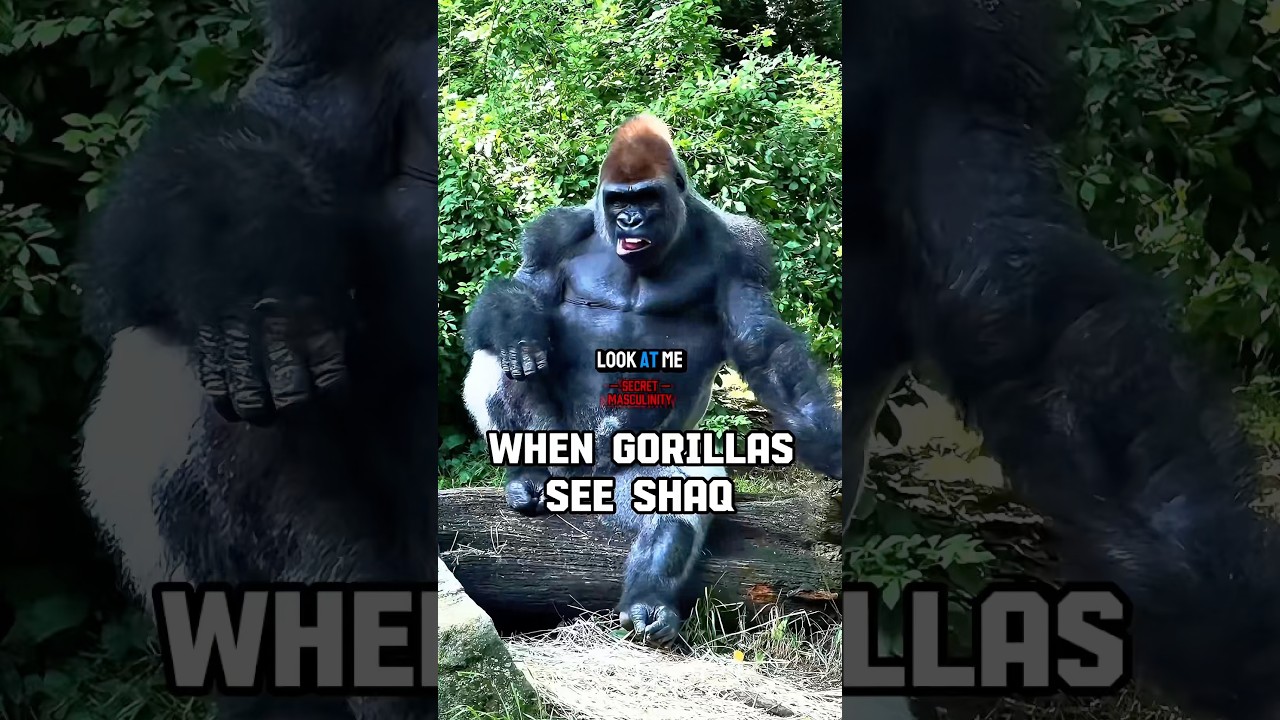 What GORILLAS do when they see Shaq 🦍