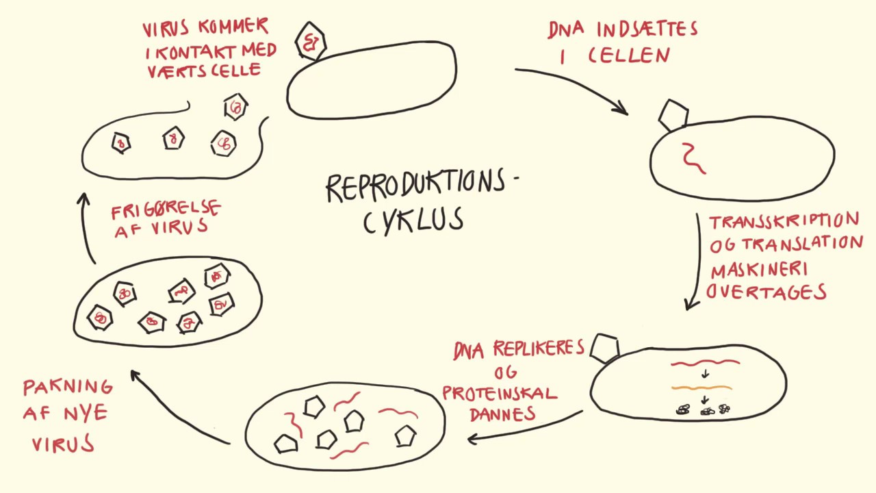 Mikrobiologi - Reproduktion af Virus | Biotech Academy