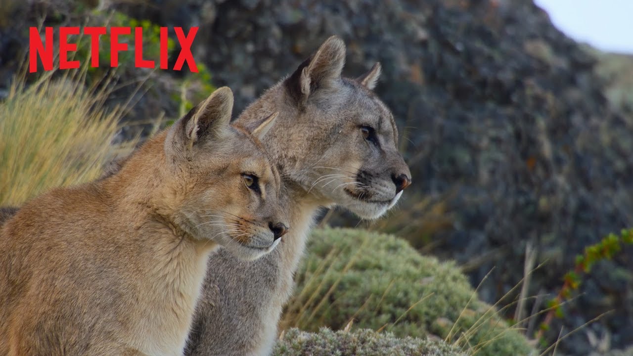 Puma and Guanaco Hunt Almost Runs into Film Crew | Our Planet II | Netflix