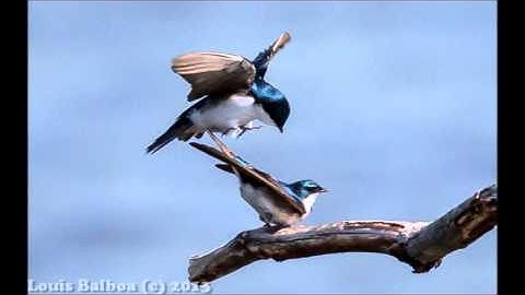 Tree Swallows Mating by Louis Balboa