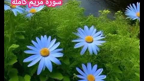 #سورة -مريم-كاملة