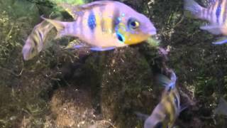 Download Lagu Thorichthys helleri laguna catazaja update