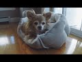 A Day In The Life | Long-haired Chihuahua