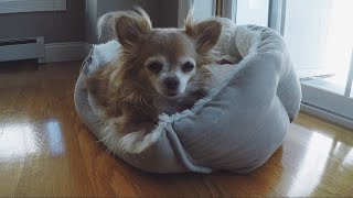 A Day In The Life | Longhaired Chihuahua