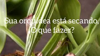 Minha orquidea está secando, o que fazer? - thptnganamst.edu.vn