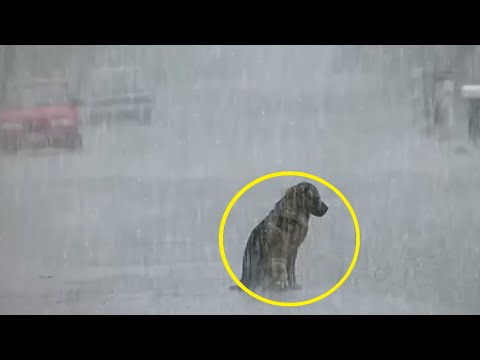 Video: Mitä tehdä, jos näet koiran kylmässä