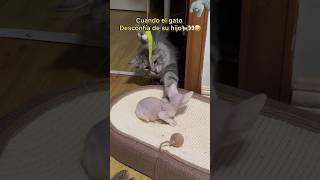 Gato Jugando Con su “Hijo” 🐈😹😮‍💨| Final esperado 🤣