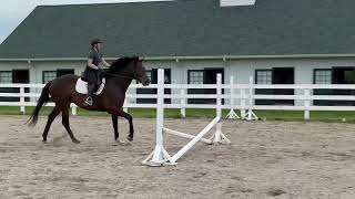 TWIRLER (jumping)  Adoptable Thoroughbred Gelding  New Vocations