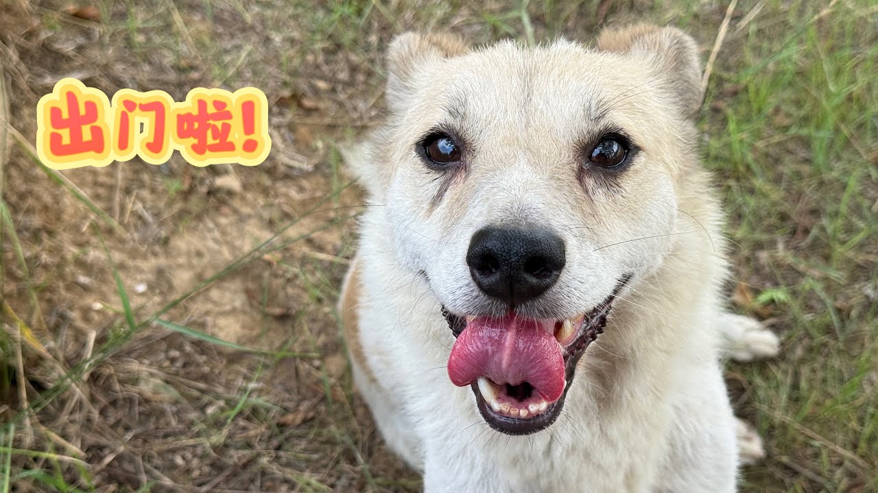 小花狗时隔许久再次出门，农村小伙解释为什么它出来少，一切为了所有毛孩子 - YouTube