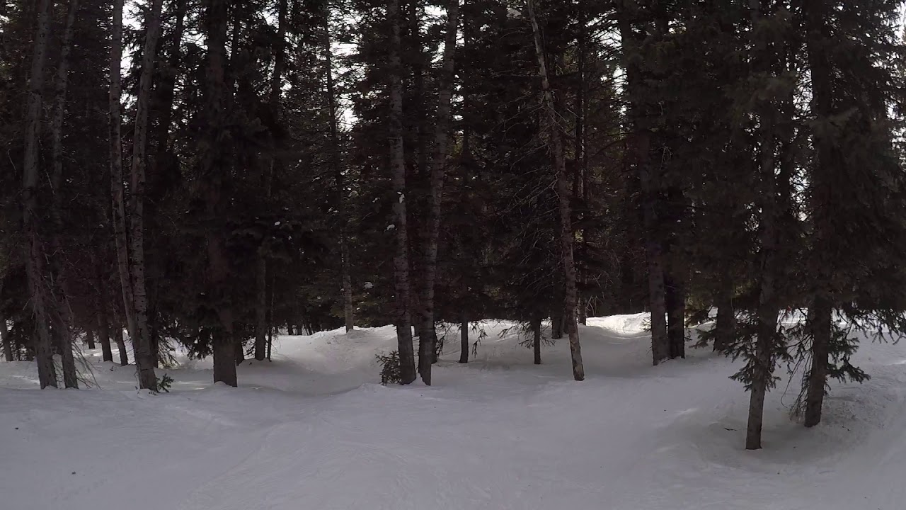 Tree run at Brighton YouTube