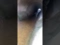 Як виглядає наша притока для ставка #ставок #струмок #топютуба
