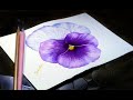 How to Paint Pansy Flower | Pansy Painting in Watercolor