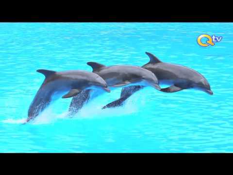 Video: Jinsi Dolphins Huwaadhibu Watoto Wao