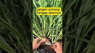 Download Lagu cara ambil batang sereh yang benar #shorts #budidayatanaman #sereh #bumbudapur #garden #gardening MP3