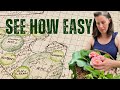 start a small food forest today