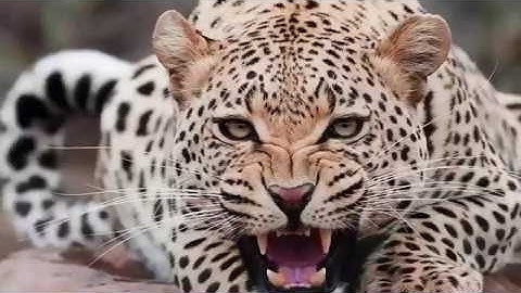 Giant Anaconda vs Lion vs Jaguar vs Python - Wild Animal Attacks #10