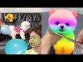 Tik Tok Chó Phốc Sóc Mini 😍 Funny and Cute Pomeranian #442