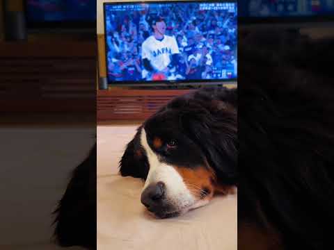 WBC優勝が決まった時のバーニーズマウンテンドッグ