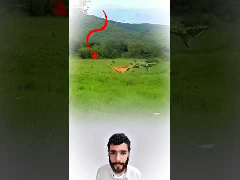 صراع القرون ثوان من العناد تنتهي بفزع وهروب 