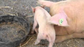 Itchy Tummy Piglet - Parry Gripp