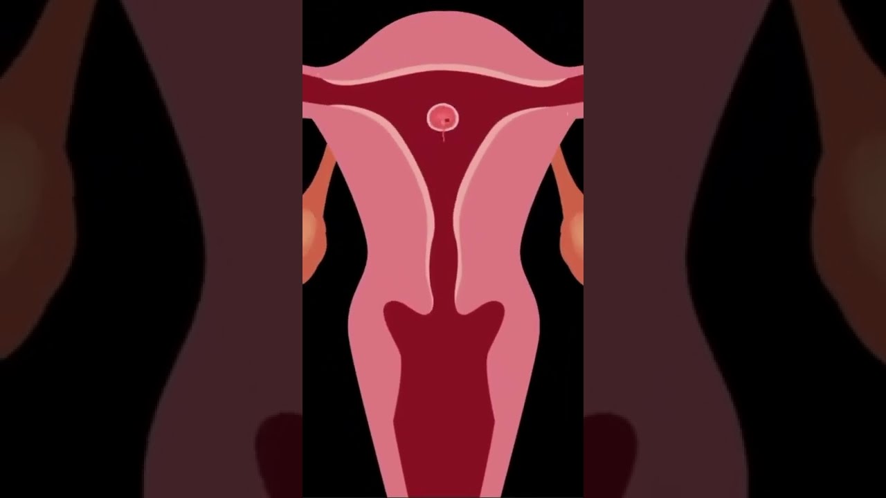 Most Fertile days to get pregnant