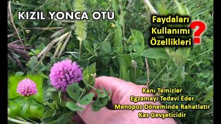 Kızıl Yonca Otu Çayır Üçgülü Kanı Temizler Egzema Menopoz İçin Yatıştırıcı