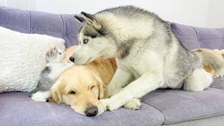 Husky Gets JEALOUS of Golden Retriever and a Tiny Kitten… Reaction Is Hilarious!