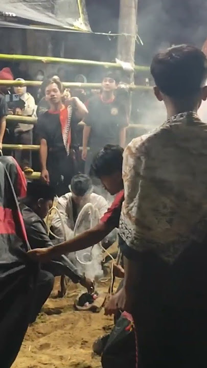 🔥 BANTENGAN KALAPAN! Ritual Sakral Sebelum Mberot yang Bikin Merinding | Tradis #Shorts #ViralShorts