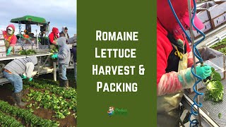 How Romaine Lettuce is Harvested and Packed (in California)