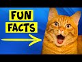 Fun Facts About Orange Cats - #3 Applies To Humans Also