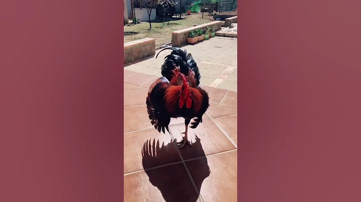 Rooster Excited To See Owner || ViralHog - DayDayNews