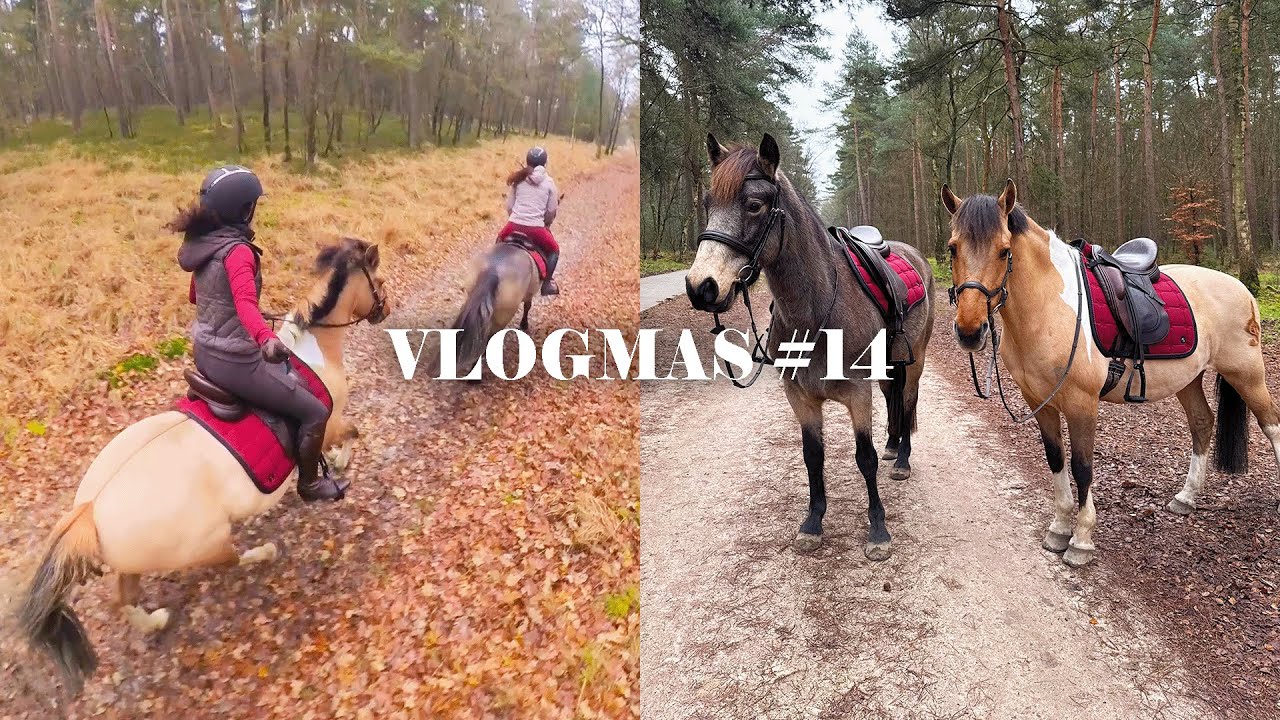 Het race-knopje is gevonden!!!🎄 Feline Fauve