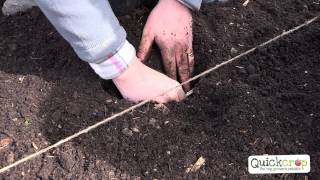 Grow Your Own Artichokes With Quickcrop