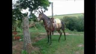 Tonico e Tinoco-mula preta