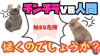 【多頭飼い】チンチラ今日こそは､カイカイさしてよ!!へやんぽ中のチンチラにどこまで距離を縮められるか!!