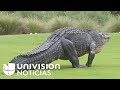 Un caimán gigante se pasea en medio de un campo de golf y deja en shock hasta a los ciervos