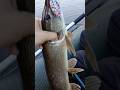 Щука на 1,7 кг самый лучший размер) #рыбалка #fishing #рыбак #щука #спиннинг